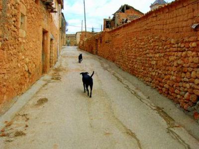 20060629030701-perros-en-caltojar-1.jpg